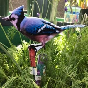 Blue Jay Imprint or Sticker