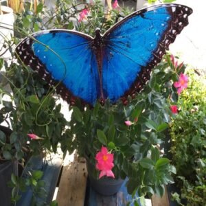Blue Morpho Butterfly Imprint or Sticker