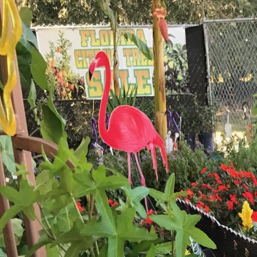 Flamingo Imprint or Sticker