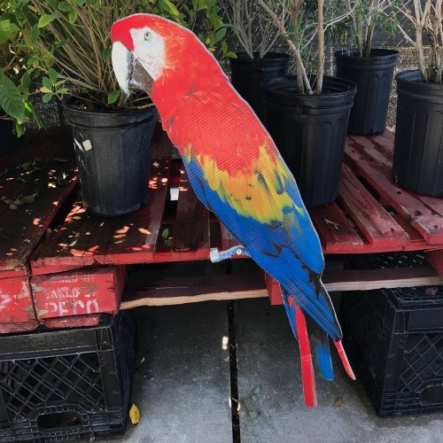 Macaw Parrot Imprint or Sticker